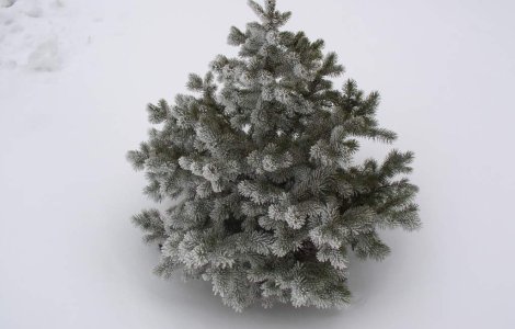 Mii de brazi taiati ilegal ajung la politie