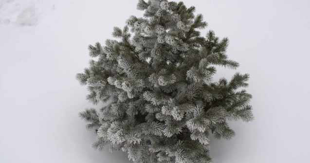 Mii de brazi taiati ilegal ajung la politie