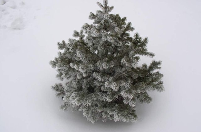 Mii de brazi taiati ilegal ajung la politie