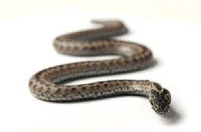 De la serpi si pana la fluturi, ce le sperie pe vedete?