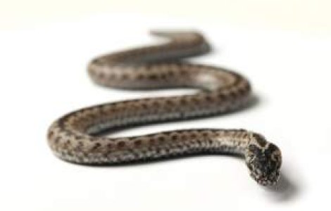  Top  De la serpi si pana la fluturi, ce le sperie pe vedete?