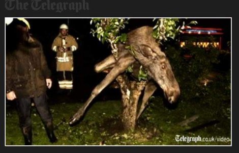  Video  Suedia: In copacul vecinului sta un elan beat