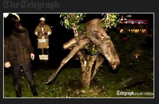 [VIDEO] Suedia: In copacul vecinului sta un elan beat