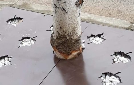 Copaci ciopliti in Slatina, pentru montarea unor gratare de protectie cu rol decorativ. Reactia autoritatilor/ FOTO