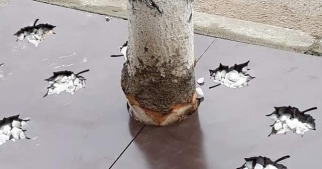 Copaci ciopliti in Slatina, pentru montarea unor gratare de protectie cu rol decorativ. Reactia autoritatilor/ FOTO