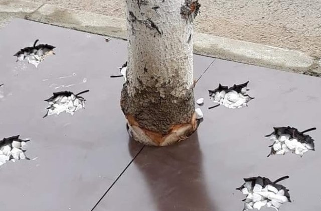 Copaci ciopliti in Slatina, pentru montarea unor gratare de protectie cu rol decorativ. Reactia autoritatilor/ FOTO