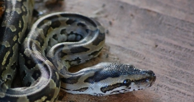 Un barbat a fost muscat de un sarpe de trei metri care a iesit dintr-o toaleta