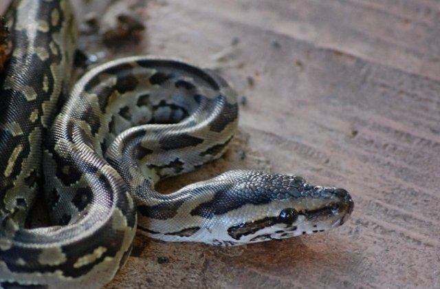 Un barbat a fost muscat de un sarpe de trei metri care a iesit dintr-o toaleta
