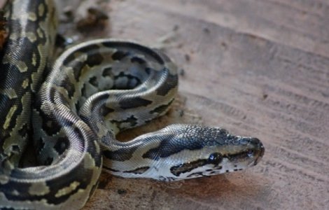 Un barbat a fost muscat de un sarpe de trei metri care a iesit dintr-o toaleta