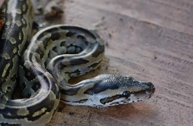 Un barbat a fost muscat de un sarpe de trei metri care a iesit dintr-o toaleta