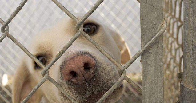 Prefectul Capitalei: Sterilizarea cainilor comunitari nu este o solutie