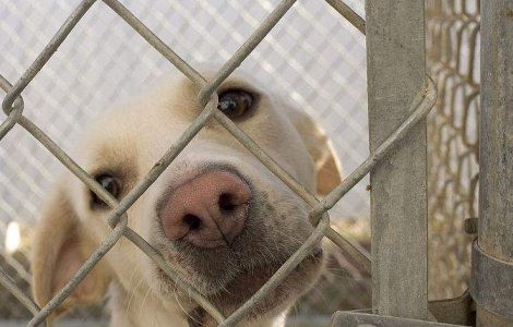 Prefectul Capitalei: Sterilizarea cainilor comunitari nu este o solutie