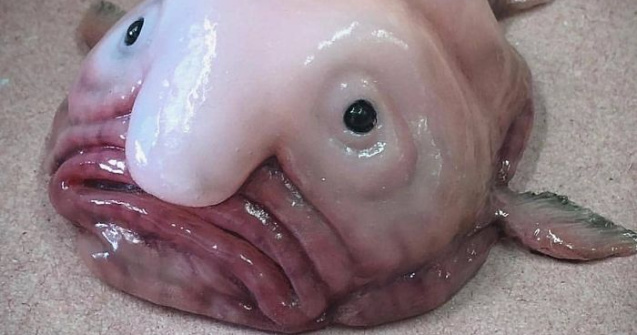 Un pescar posteaza poze cu cele mai bizare vietati marine