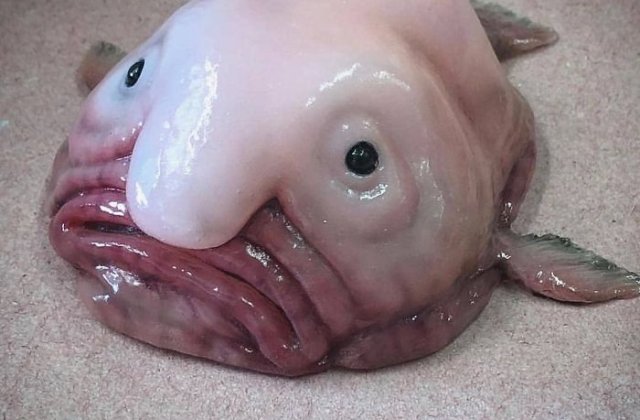 Un pescar rus posteaza pe Instagram imagini cu cei mai ciudati pesti, iar "fanii" sunt cuceriti de "creaturile" marine pe care le prinde