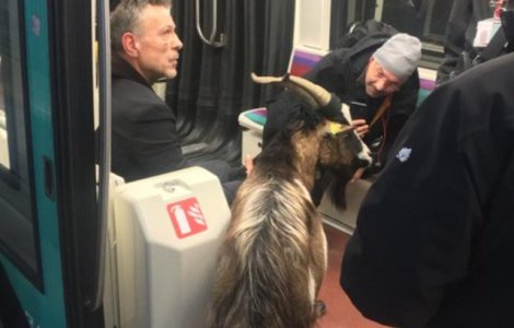 Un barbat a furat o capra de langa Muzeul Luvru si a plimbat-o cu metroul / VIDEO