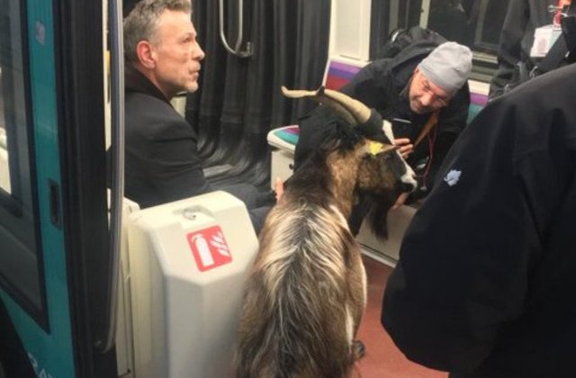 Un barbat a furat o capra de langa Muzeul Luvru si a plimbat-o cu metroul / VIDEO