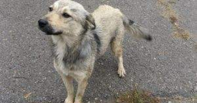 5.000 de animale comunitare, sterilizate in 2011