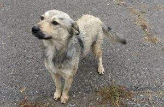 5.000 de animale comunitare, sterilizate in 2011