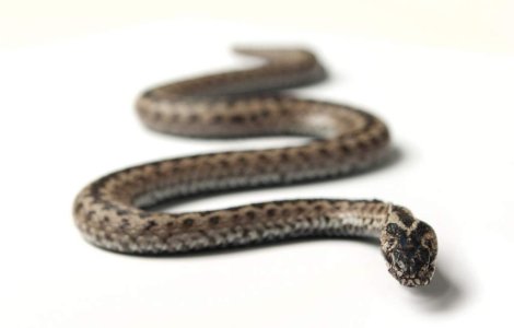 Cu serpii la bordul unui avion transatlantic