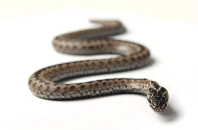 Cu serpii la bordul unui avion transatlantic