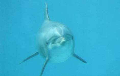 Peste 120 de delfini au esuat anul acesta pe litoralul romanesc