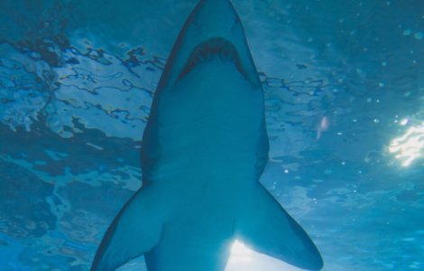 Cum a supravietuit un pescar atacului unui rechin de 4 metri/ VIDEO