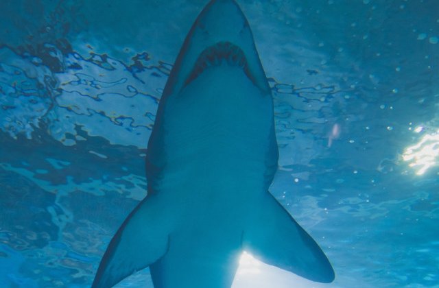 Cum a supravietuit un pescar atacului unui rechin de 4 metri/ VIDEO