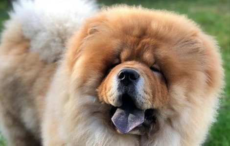  Top  "Uriasii blanzi" cu limba albastra: 10+ imagini care infatiseaza splendoarea cainilor din rasa Chow Chow