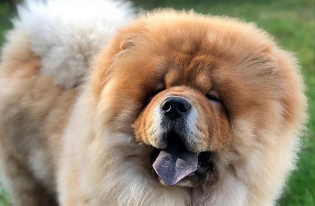 "Uriasii blanzi" cu limba albastra: 10+ imagini care infatiseaza splendoarea cainilor din rasa Chow Chow