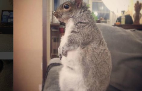 Cum a fost salvata o veverita care avea doar cateva zile de viata