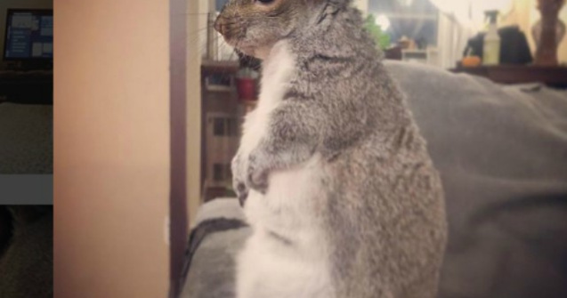 Cum a fost salvata o veverita care avea doar cateva zile de viata