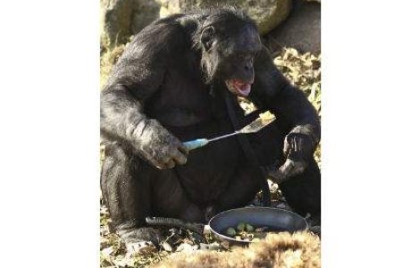  Video  De la maimuta, la om: Cimpanzeul care prepara hamburgeri