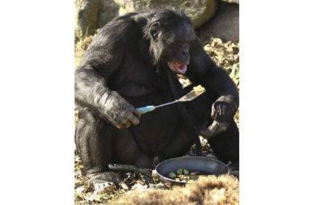 [VIDEO] De la maimuta, la om: Cimpanzeul care prepara hamburgeri