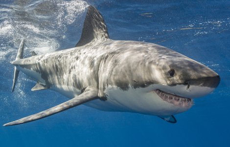  Top  Rechinul fantoma sau rechinul trabuc: 10 specii atipice