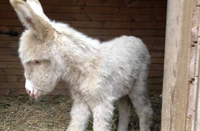 Un magarus alb s-a nascut La Gradina Zoologica din Resita/ FOTO