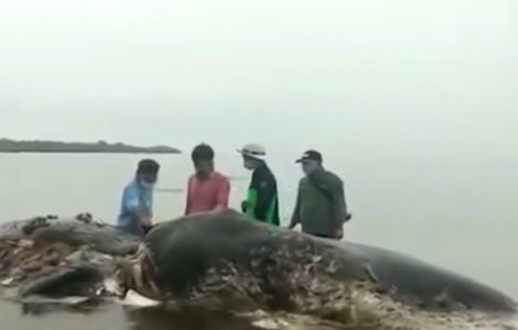 O balena a fost gasita moarta. Inghitise 6 kilograme de plastic