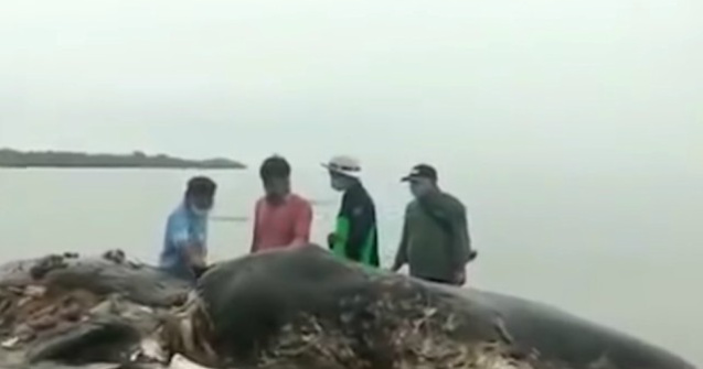 O balena a fost gasita moarta. Inghitise 6 kilograme de plastic