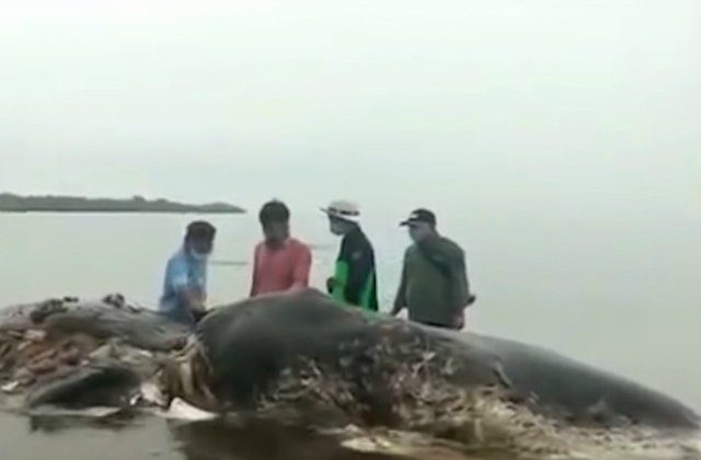 O balena a fost gasita moarta dupa ce a mancat 115 pahare de plastic, 25 de pungi si peste 1.000 de bucati de plastic