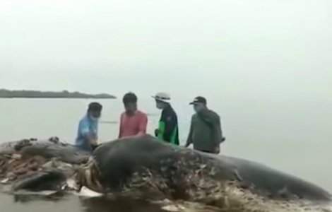 O balena a fost gasita moarta. Inghitise 6 kilograme de plastic