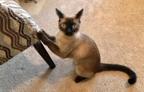  Top  15+ situatii in care proprietarii de animale au dat dovada de prea multa rabdare