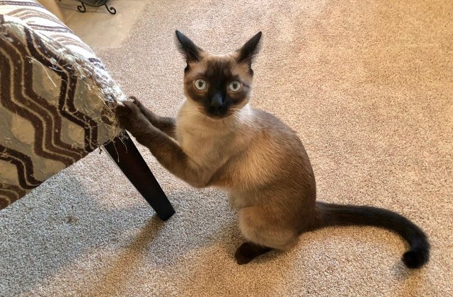 15+ situatii in care proprietarii de animale au dat dovada de prea multa rabdare