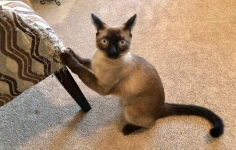  Top  15+ situatii in care proprietarii de animale au dat dovada de prea multa rabdare