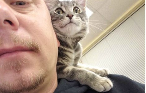 Un politist a salvat o pisica si i-a devenit "partener" la munca