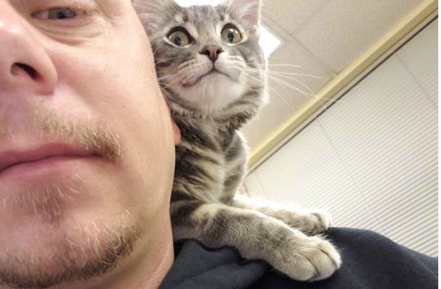 O pisica salvata de un politist i-a devenit "partener" la locul de munca