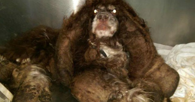 Transformarea unui caine abandonat, dupa ce a fost salvat de un politist