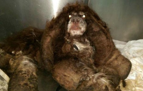 Transformarea unui caine abandonat, dupa ce a fost salvat de un politist