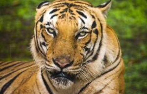 Ingrijitorul care a lasat tigrul din Sibiu sa scape a fost concediat