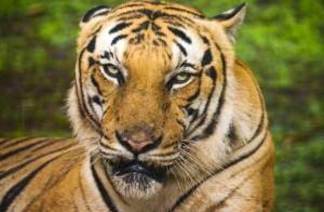 Ingrijitorul care a lasat tigrul din Sibiu sa scape a fost concediat