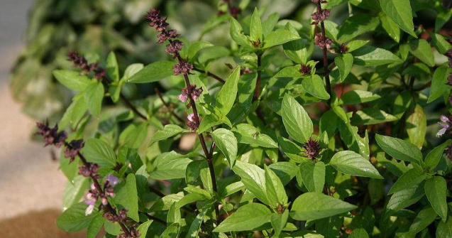 Obiceiuri si traditii de Boboteaza