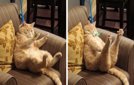  Top  10+ animale imprevizibile care te vor binedispune de la prima vedere